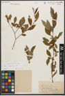 Foto von Salix silesiaca Willd.